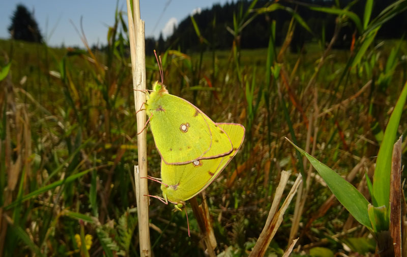 Colias crocea - accoppiamento....qual'' il maschio ?